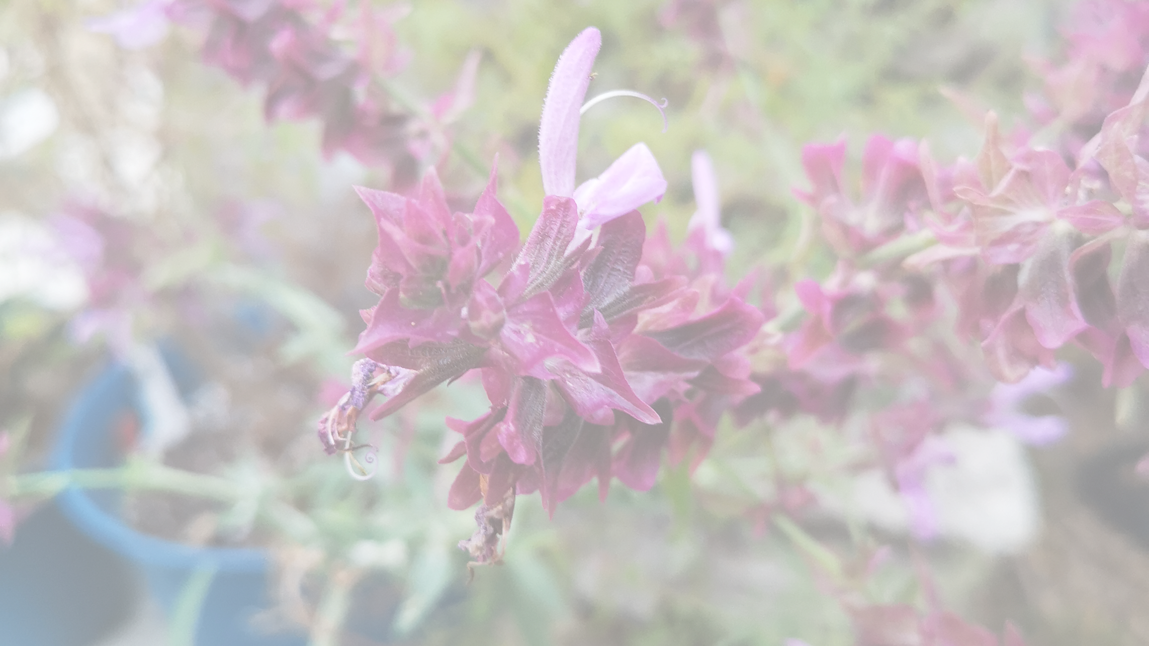 purple floral photo
